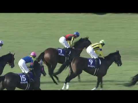 2022.10.16 Shuka Sho (JPN) - Stunning Rose