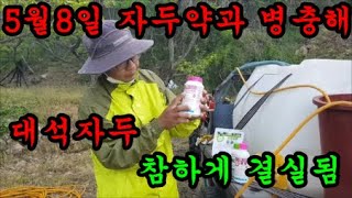 대석자두약을 방제하고 자두약과 병충해에 대해서 이야기 해보았습니다