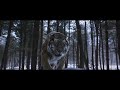 The Tiger an old hunter's tale whatsapp status|Revenge of the last surviving Tiger|