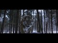 The Tiger An Old Hunter S Tale Whatsapp Status Revenge Of The Last Surviving Tiger