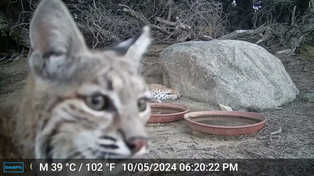 S2E31: Honey, The Bobcat Kitten, Checks Out The Wildlife Camera And Uses It As A Scratching Post...Purrr