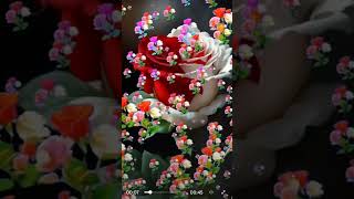 Enrique Iglesias 🌹 Contigo 🌹