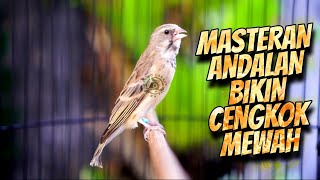 Download lagu FAVORITE BIKIN CENGKOK MEWAH! Masteran blackthroat gacor suara jernih lagu lelah DURASI panjang mp3