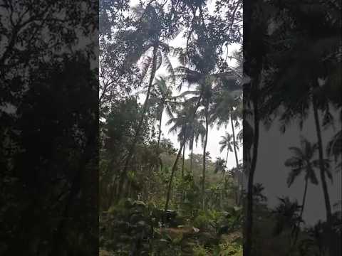 pov: nature🍀🌱💚#shoets#nature#village#tracking#hike #music #peace