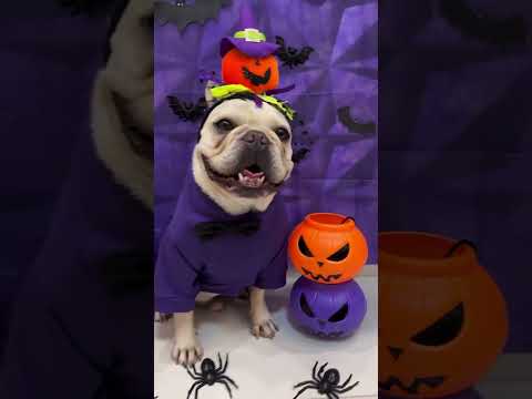 Compilation d'Halloween avec des animaux mignons et effrayants