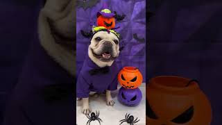 Compilation d'Halloween avec des animaux mignons et effrayants