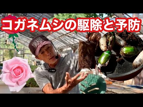 コガネムシは何を食べるのですか？彼らはあなたの庭への脅威ですか？  庭園