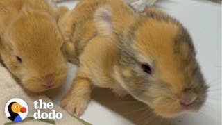 Woman Rescues A Bunny And Later Gets The Greatest Surprise | The Dodo by The Dodo