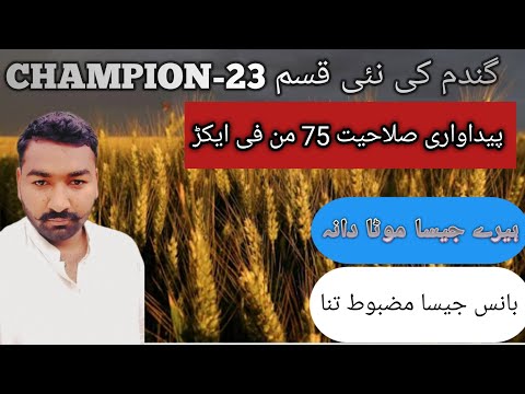new wheat verity champion 2023 | WaseemAgriculture |@Abidaliagrarian| @CropReformer