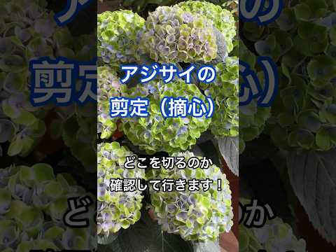 あじさい:最適な場所を見つける方法 植物