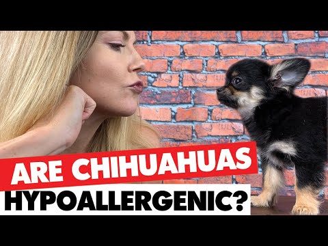 1st YouTube video about are chihuahuas hypoallergenic