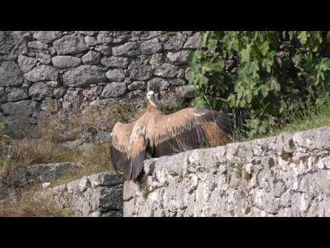 Iltan, il sesto Grifone rilasciato sulle Prealpi Carniche