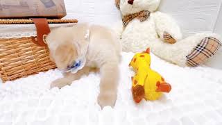 ゴールデンレトリバーの動画01