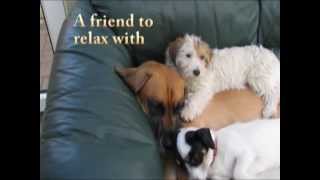 Ray&#39;s Late Night Music Video for Dog Lovers - Who&#39;s been Sleeping In My Bed - Sung by Glen Fry