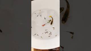 mixed guppies with their babies 😍😍#guppy #fish#aquarium #pets #ytshorts #trending #content #animals