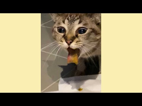 Cat constipation - How to tell if a cat is constipated