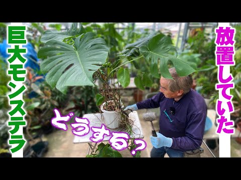挿し木によるモンステラの繁殖: ステップバイステップ 植物