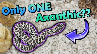 We Had a 3% Chance of THIS Happening… (Hognose Hatching!)