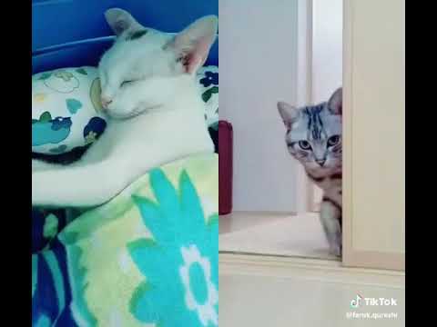 Tik Tok Video Whatsapp status