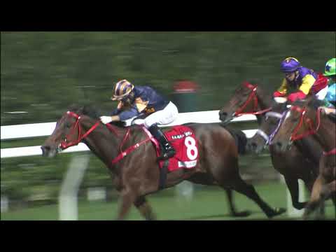 10/11/2021 (162) Savvy Kingman - J Moreira