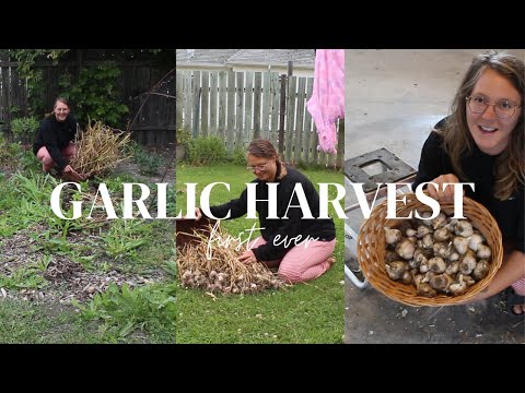 Zone 3 Garlic Harvest 2023