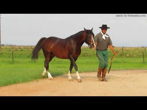 XERGÃO DOS CASTANHEIROS 02