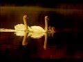 Шуберт (Schubert) &дядя Вася "Лебединая песня"(Swan song) 