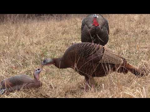 AMOutDoors Featured Video