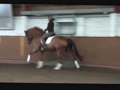 a.mueller-kersten 5 y. old mare from fidertanz-weltmeyer