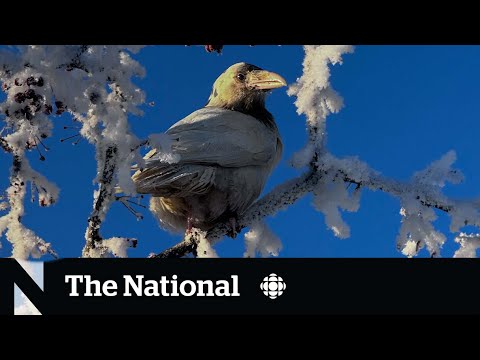 #TheMoment a white raven became a local celebrity in Alaska