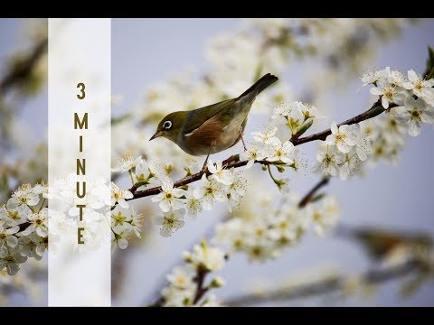 Reiki Healing Music with 24 x 3 minute Tibetan Bell Timer - YIN YOGA TIMER