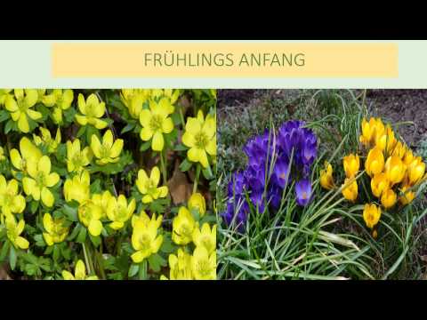 Frühlingserwachen, Krokusse, Winterlinge, Rasenpflege