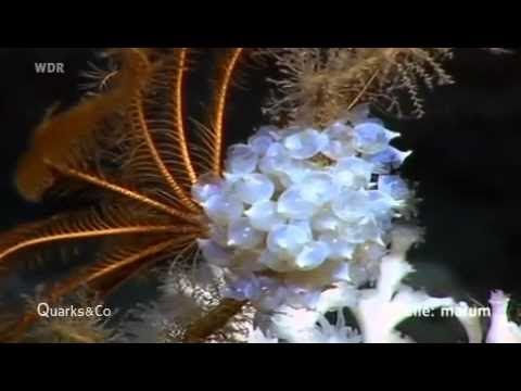 Planet Wissen - Erdöl, schwarzes Gold