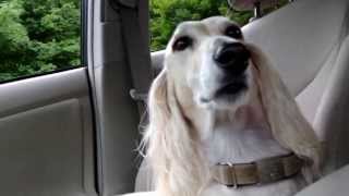 Rumi Chilling to "Everything Is Spoilt By Use" by Ice Choir with Vocals by Caroline Polachek