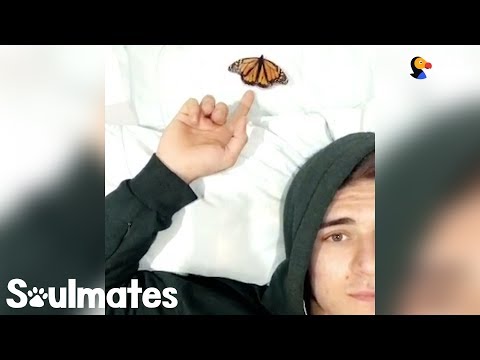 download lagu mp3 mp4 Dodo Butterfly, download lagu Dodo Butterfly gratis, unduh video klip Dodo Butterfly