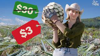 The agave bubble just burst–I went to Tequila, Mexico to find out why