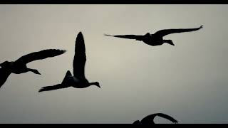 Blank &amp; Jones x Marc George - Sanctum II (Benedictus) (Official Video)