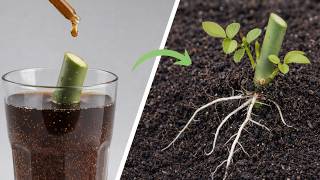 کوکاکولا برای قلمه زدن گل رز؟ خیساندن ۲۰ دقیقه‌ای (۱:۳) - آیا واقعاً مؤثر بود؟