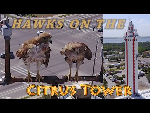 Hawks on The Florida Citrus Tower