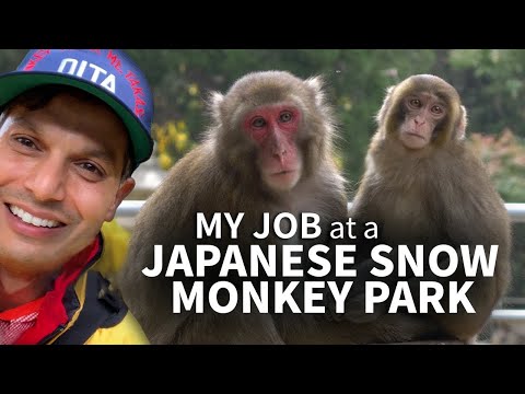 在日本的雪猴公園工作 ★只在日本。 (Working at a Japanese Snow Monkey Park ★ ONLY in JAPAN)