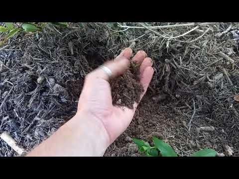 14. Borówka Amerykańska na Podkarpaciu! Bez nawozów i podlewania!