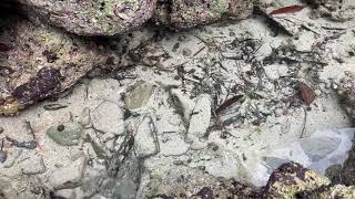 ヤドカリの宝庫