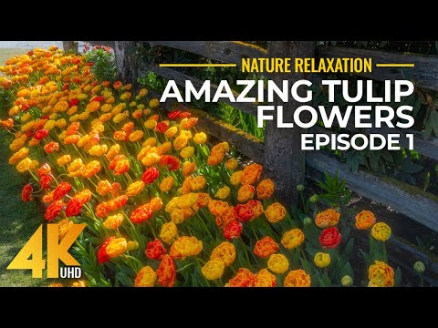 Amazing Tulip Flowers in 4K UHD - NO LOOP Best Shots of Colorful Flower Fields + Nature Sounds - #1