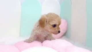 ハーフ犬の動画01
