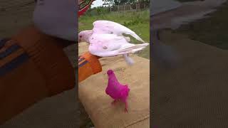 Download lagu pinki boy merpati warna pink #shorts #merpatikolong mp3 Download lagu pinki boy merpati warna pink #shorts #merpatikolong mp3