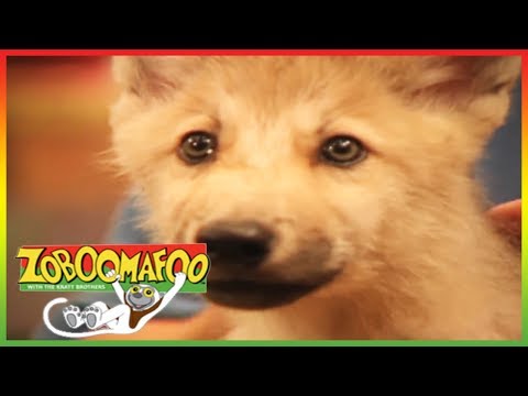 🦁 Zoboomafoo 111 | Fierce Creatures | Animal shows for kids | Full Episode | HD 🦁