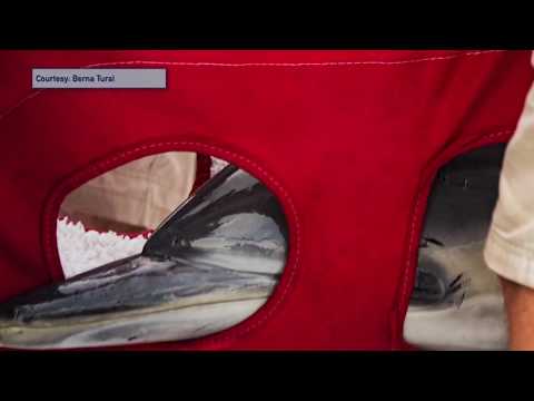 Jersey City Dolphin Rescue