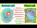 Animal Cells Vs Plant Cells What S The Difference Anatomy Function