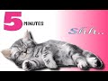 Music To Make Your Cat Sleep Within 5 Minutes | Cat Sleep Music