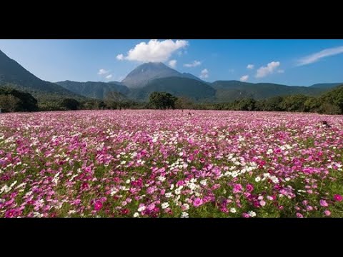 島原市しまばら火張山花公園のライブカメラ映像